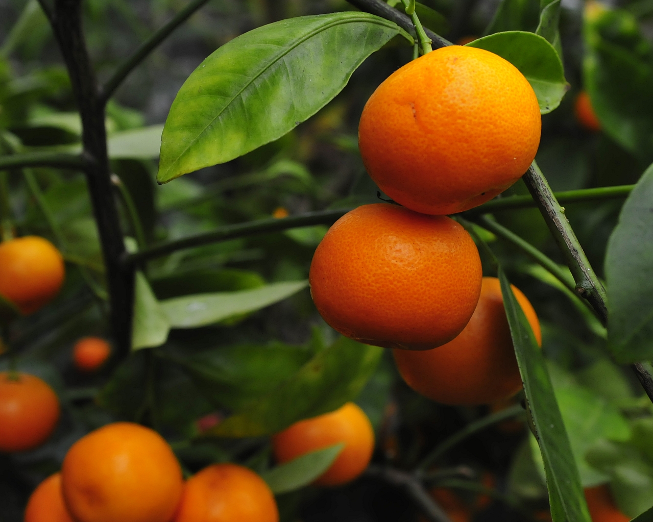 appelsiinipuu