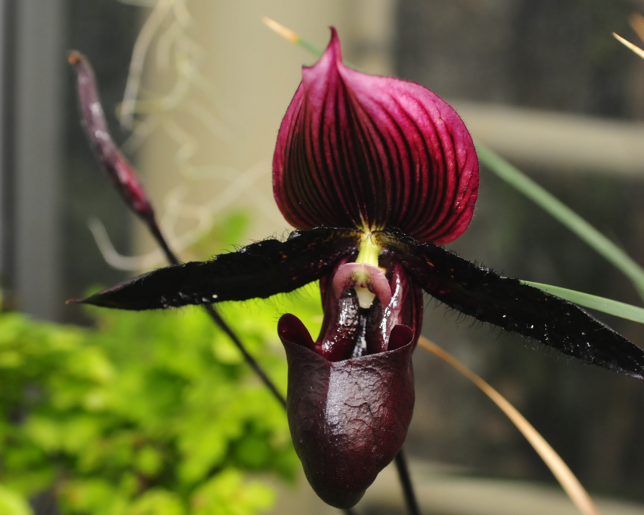 orkidea-2